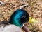 Adult, breeding male mallard or wild duck (Anas platyrhynchos) with a glossy bottle-green head