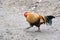 Adult bright rooster in the yard