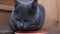 Adult British blue-haired cat eating food from a bowl, licking