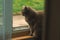 Adult British cat domestic pet portrait sitting on balcony windowsill and looking side ways on the street inside walls frame