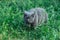 Adult British cat sneaks into green grass