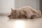 Adult British Shorthair Cat Sleeping Blissfully On Floor In Home.