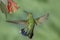 Adult Broad-billed Hummingbird against green background