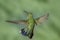 Adult Broad-billed Hummingbird against green background