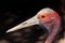 Adult Brolga Grus Rubicunda Close Victoria Australia