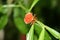 Adult Bronze-Orange Bug