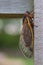 Adult Brood X cicada sits on a suburban Virginia fence