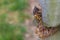 Adult Brood X cicada on a suburban fence next to nymph shell