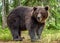 Adult Brown Bear. Close up portrait of Brown bear in the summer forest. Green natural background. Natural habitat. Scientific