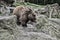 Adult brown bear in natural environment. Animal rights. Friendly brown bear walking in zoo. Cute big bear stony