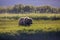 Adult brown bear in sedge grass with rim light