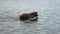 Adult Brown Bear Walking In River Hunting For Fish To Catch In Wild