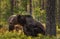 Adult Brown bears in the pine forest.