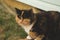 Adult brown cat portrait close up. domestic cat resting