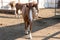 Adult brown horse in the farm goes straight towards the camera