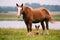 Adult Brown Horse And Foal Young Horse Grazing On Green Meadow Near River In Summer Season. Belarus