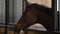 adult brown horse in stable, calm animal is resting horsebox, farm with horse riding services