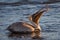 Adult brown pelican swallowing tiny fish