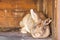 Adult brown rabbit sitting in wooden cage and relaxing after eating on a domestic village farm. Belgian Flandre breed.