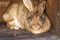 Adult brown rabbit sitting in wooden cage and relaxing after eating on a domestic village farm. Belgian Flandre breed.