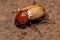 Adult Brown Scarab