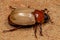 Adult Brown Scarab