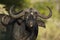 Adult buffalo close up on face and horns eating grass in Moremi Botswana