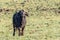 Adult buffalo in the grasslands of the Masai Mara, Kenya