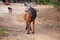 Adult buffalo looking at the camera, Thailand, Asia