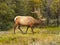 Adult Bull Elk