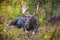 Adult Bull Moose