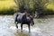 Adult Bull moose with shedding velvet antlers crossing creek in Wyoming America