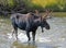 Adult Bull moose with velvet antlers crossing creek in Wyoming US