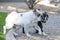 Adult bulldog playing with a puppy