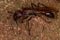 Adult Bullet Ant Queen