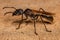 Adult Bullet Ant Queen