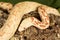 Adult bullsnake