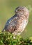 Adult burrowing owl Athene cunicularia