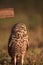 Adult Burrowing owl Athene cunicularia perched outside its burrow on Marco Island