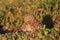 Adult Burrowing owl Athene cunicularia perched outside its burrow on Marco Island