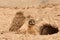 Adult Burrowing Owl With Chick