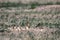 An adult Burrowing Owl and three babies stand outside their nest burrow in southern Colorado