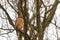 An adult Buteo Lineatus (red shouldered hawk) is perching on a leafless tall tree