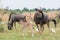 Adult and calf Blue Wildebeest (Connochaetes taurinus) with catt