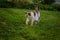 Adult calico cat running in grass in backyard