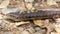 Adult California Alligator Lizard basking on a trail