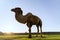 Adult camel on summer sky background