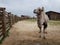 Adult camel in zoo