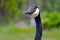 Adult Canada Goose Portrait Close Up