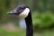 Adult Canada Goose Portrait Close Up